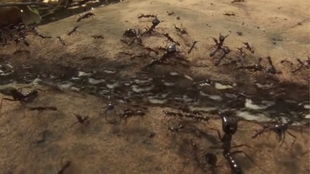 超微觀戰域 蟻族文明的自毀博弈