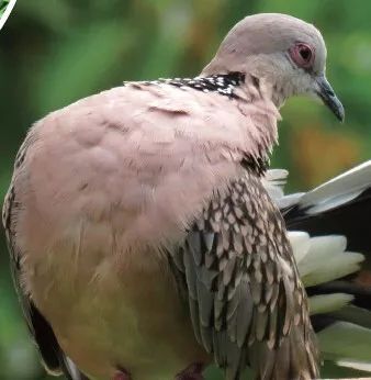 螞蟻浴 動物界的奇妙清潔術