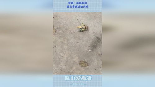 金蟬渡劫記 那群螞蟻，差點讓我功虧一簣
